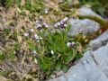 Arabis caerulea